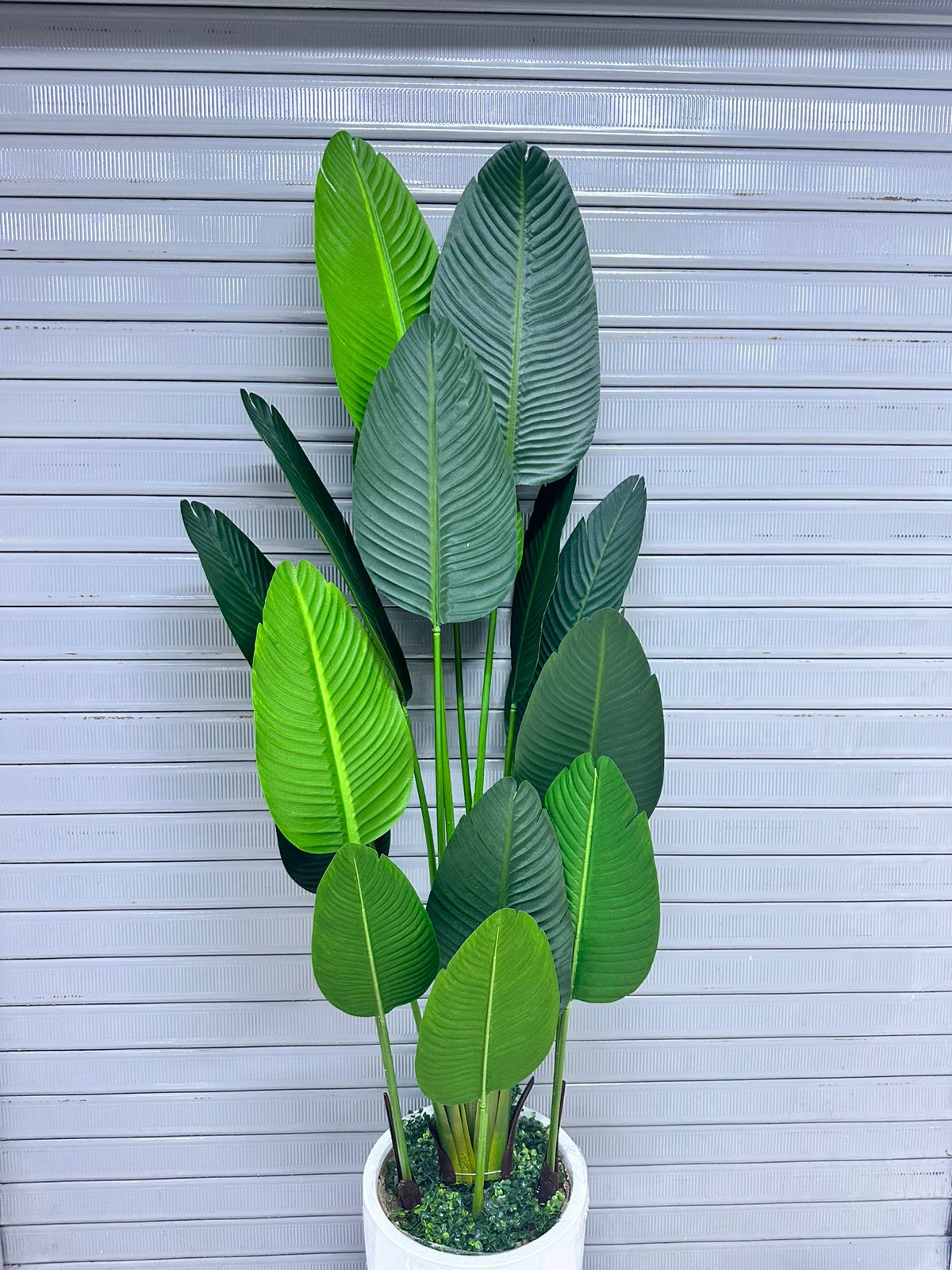 Planta Viajera + Maceta fibra de vidrio | 220cm